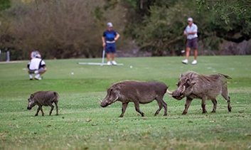 jabali facoquero en campo golf