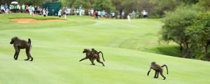 monos en campo golf